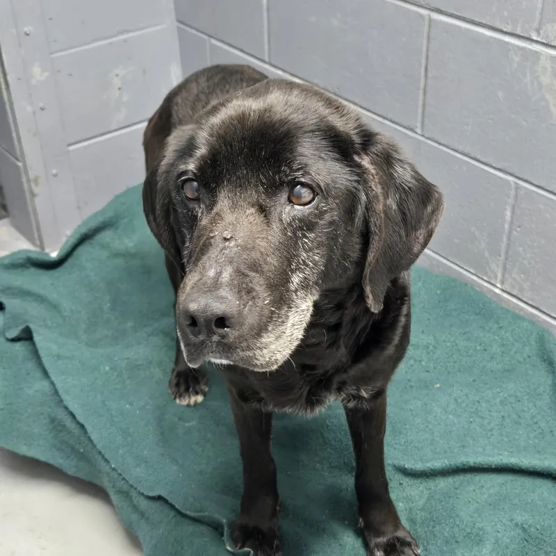 A senior medium-sized female Black Labrador Retriever dog named Holly for adoption in Tawas City, MI