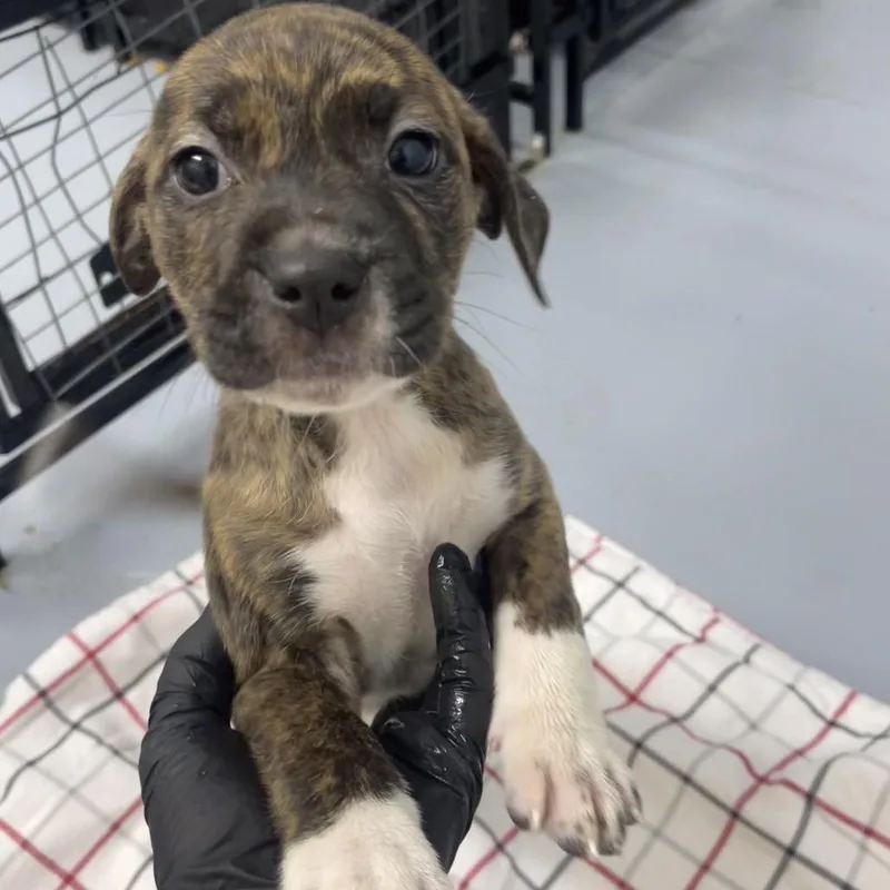 A baby small-sized female Brindle Hound dog named Jude for adoption in Henderson, KY