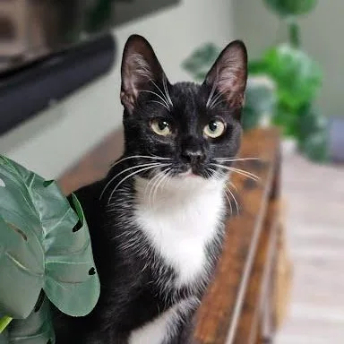 Mr. Pibb & Dr. thumbnail 2