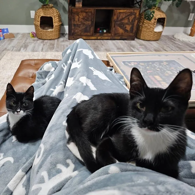 Mr. Pibb & Dr. thumbnail 4