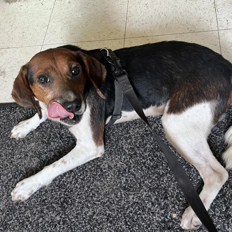 A senior medium-sized male Black Beagle dog named Snickers for adoption in Mount Gilead, NC