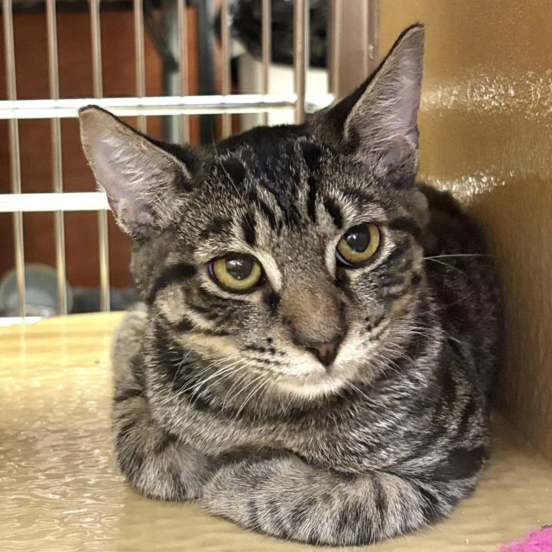 A young medium-sized male Domestic Short Hair cat named Scooter for adoption in Sonora, CA