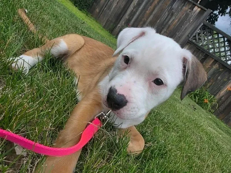 A baby medium-sized female Yellow / Tan / Blond / Fawn Pit Bull Terrier dog named Hera FKA Jacobson for adoption in Minneapolis, MN