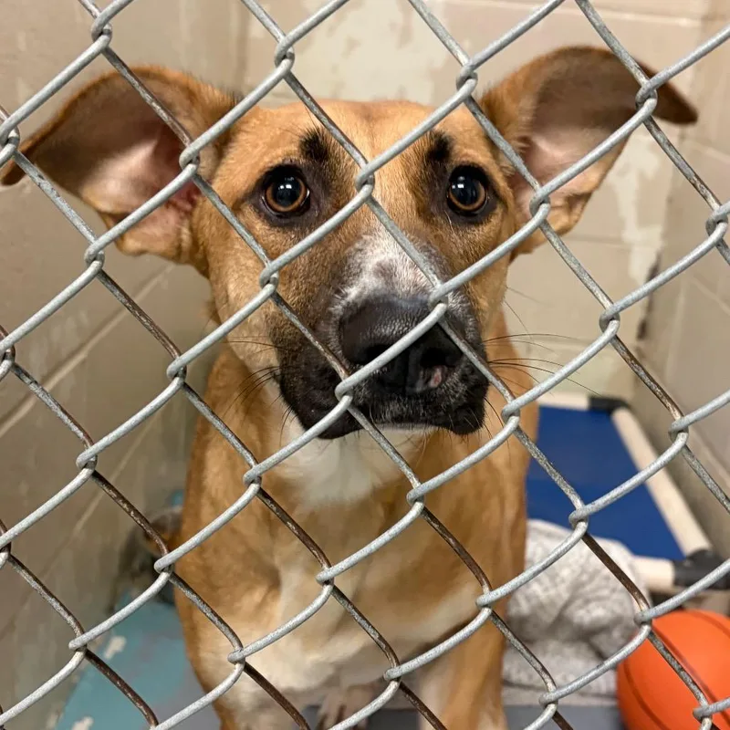 An adult medium-sized female Yellow / Tan / Blond / Fawn Mixed Breed dog named Avril Lavigne for adoption in Charleston, WV