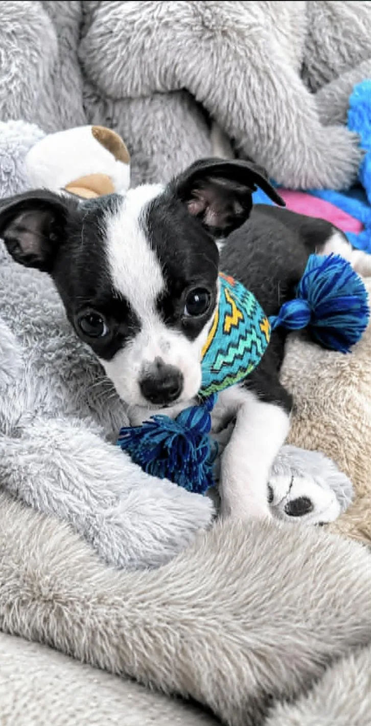 A baby small-sized male Chihuahua dog named Jumpy for adoption in Allen, TX