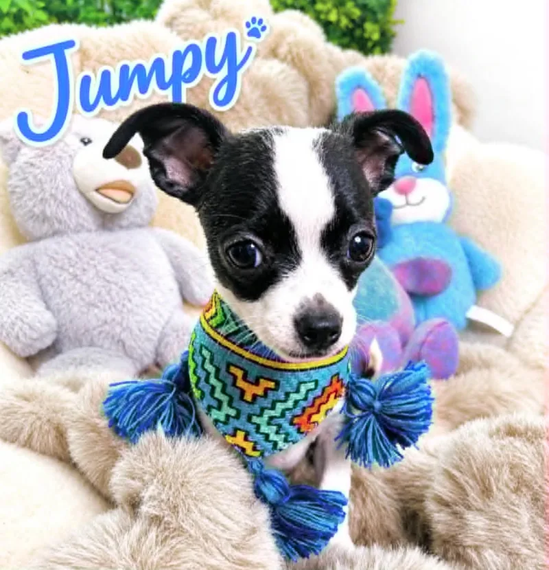Jumpy thumbnail 4