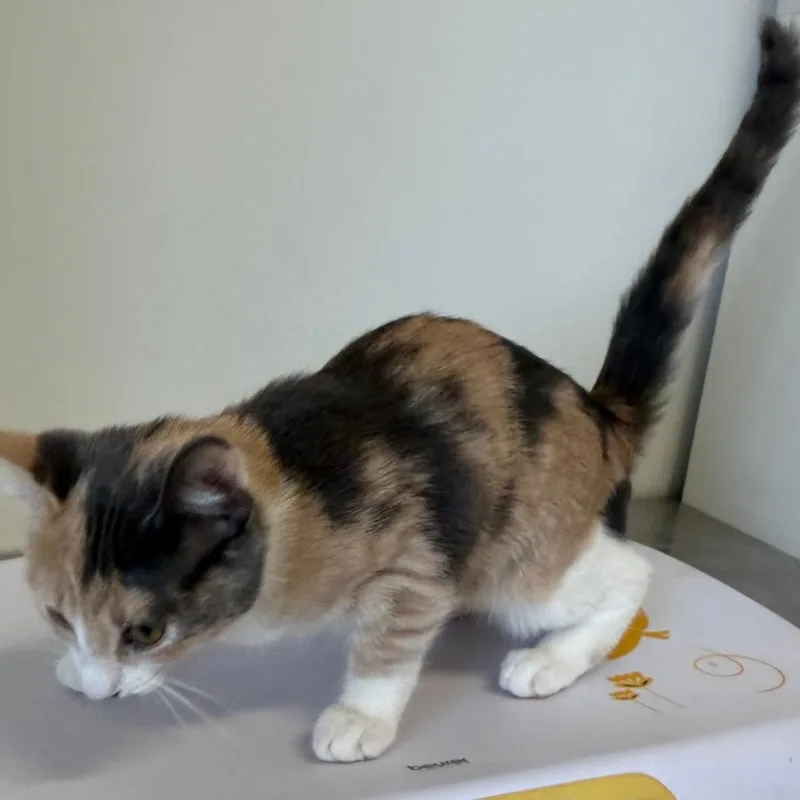A baby small-sized female Calico Domestic Short Hair cat named Patches for adoption in Floresville, TX