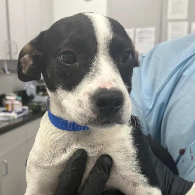A baby medium-sized male Black Labrador Retriever dog named Pringle for adoption in Lakeland, FL