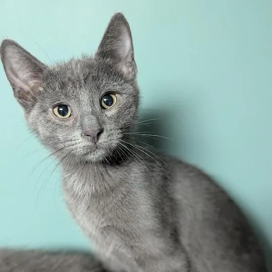 A baby medium-sized male Gray / Blue / Silver Domestic Short Hair cat named Lil Gray for adoption in Shippenville, PA