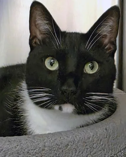 An adult medium-sized male Domestic Short Hair cat named Miguel for adoption in Fishers, IN
