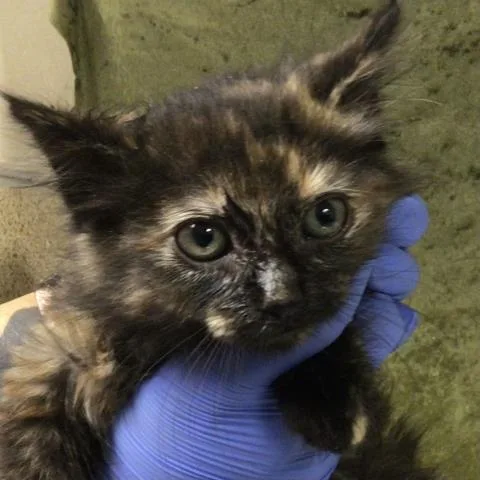 A baby small-sized female Domestic Short Hair cat named Tootsie for adoption in Riverside, CA