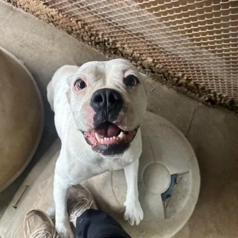 An adult small-sized female White / Cream English Bulldog dog named Delilah for adoption in Enterprise, AL