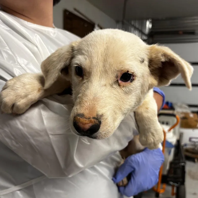A baby small-sized male White / Cream Mixed Breed dog named Velvet for adoption in Moab, UT