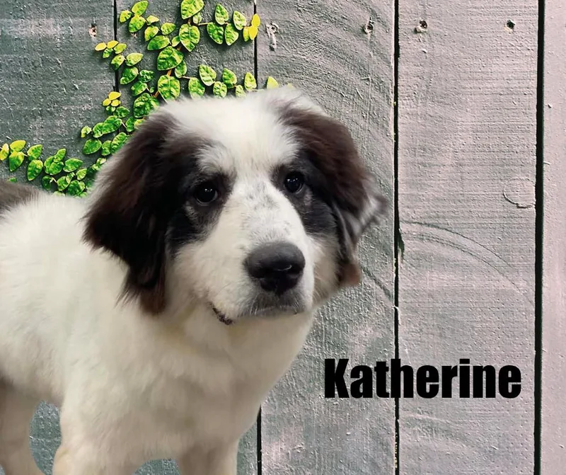 A young large-sized female White / Cream Great Pyrenees dog named Charlie and Katherine for adoption in Marshville, NC