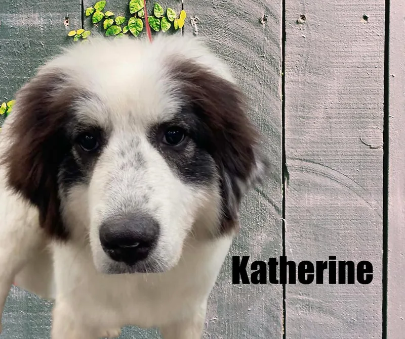 Charlie and Katherine thumbnail 2
