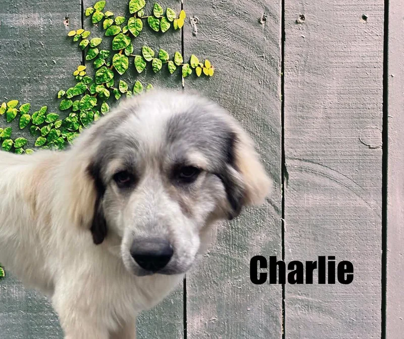 Charlie and Katherine thumbnail 4