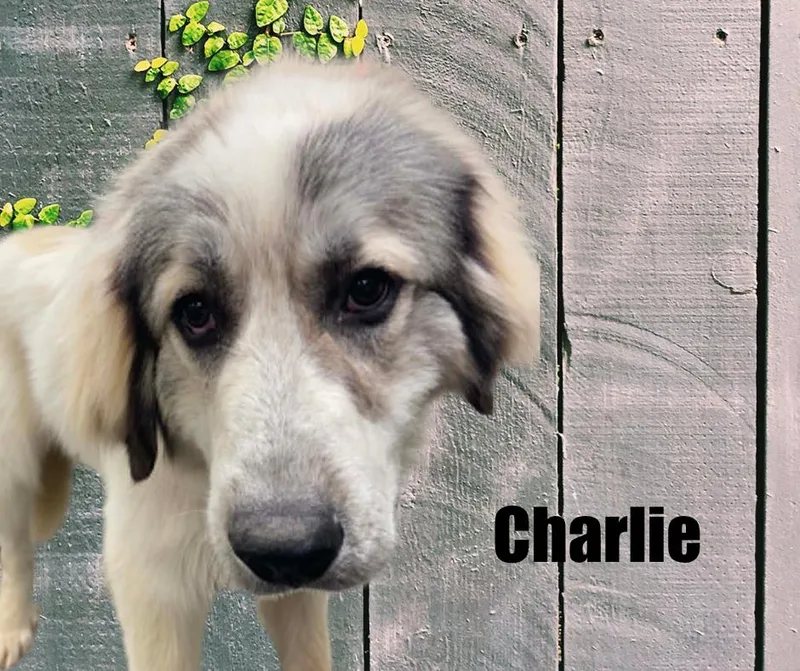 Charlie and Katherine thumbnail 5
