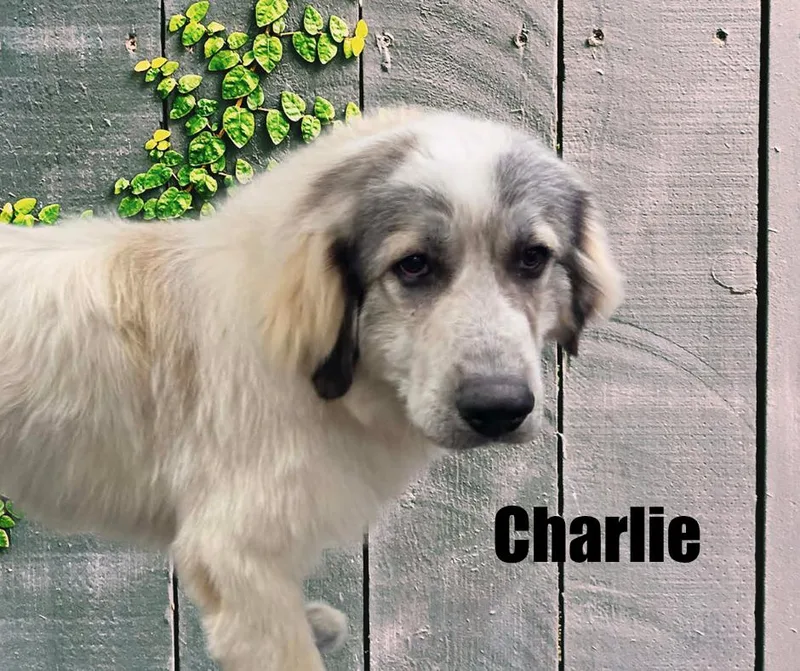 Charlie and Katherine thumbnail 6