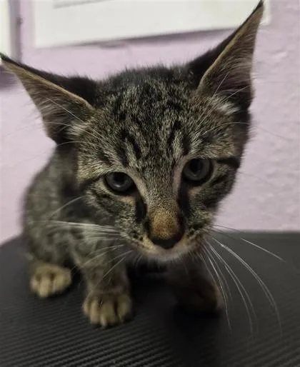 A baby small-sized female Brown / Chocolate Domestic Short Hair cat named 61286111 for adoption in El Paso, TX