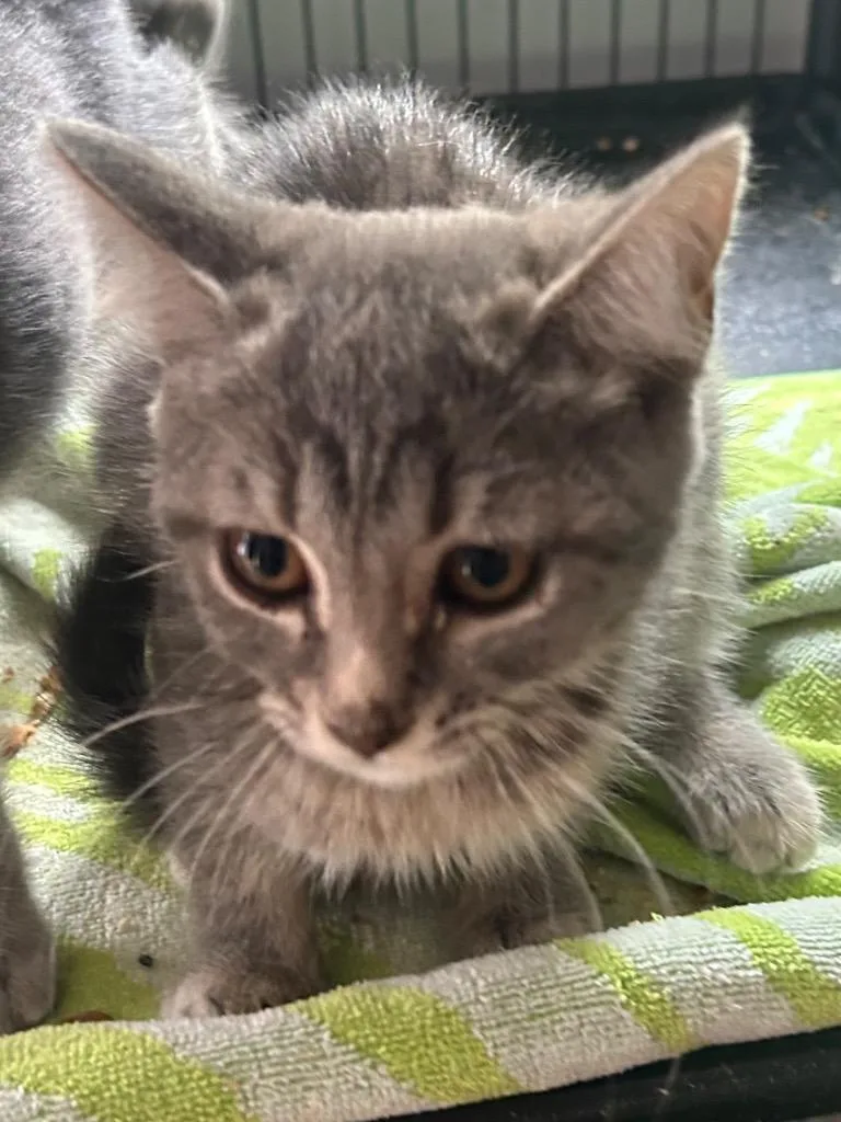 A young medium-sized female Domestic Short Hair cat named Monique Rene for adoption in Cumming, GA