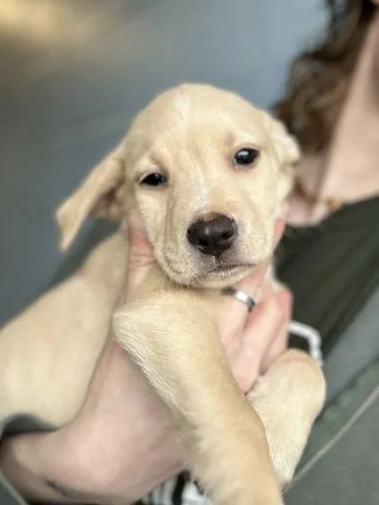A baby large-sized female Mixed Breed dog named Sushi for adoption in Munster, IN
