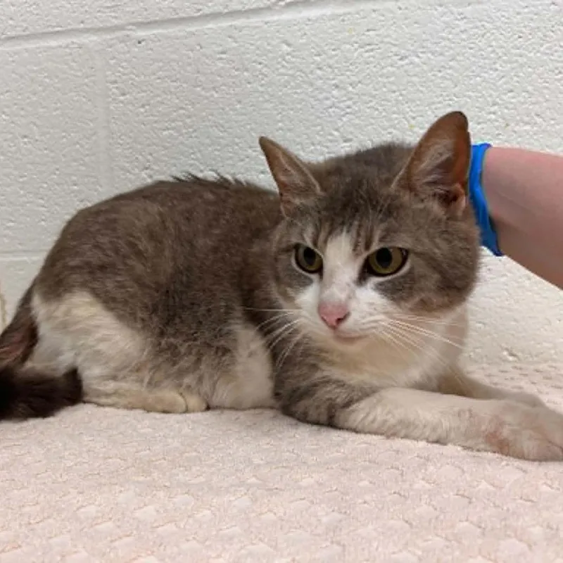 An adult medium-sized female Gray / Blue / Silver Domestic Short Hair cat named Prissy for adoption in Lyndhurst, VA