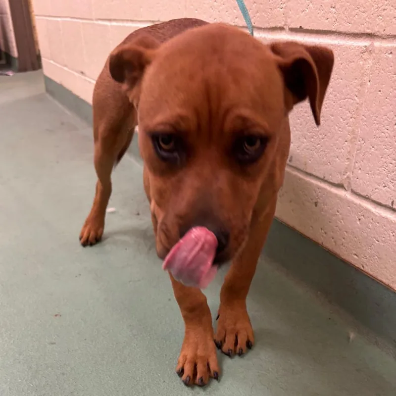 A young medium-sized female Brown / Chocolate Mixed Breed dog named Brownie for adoption in Memphis, TN