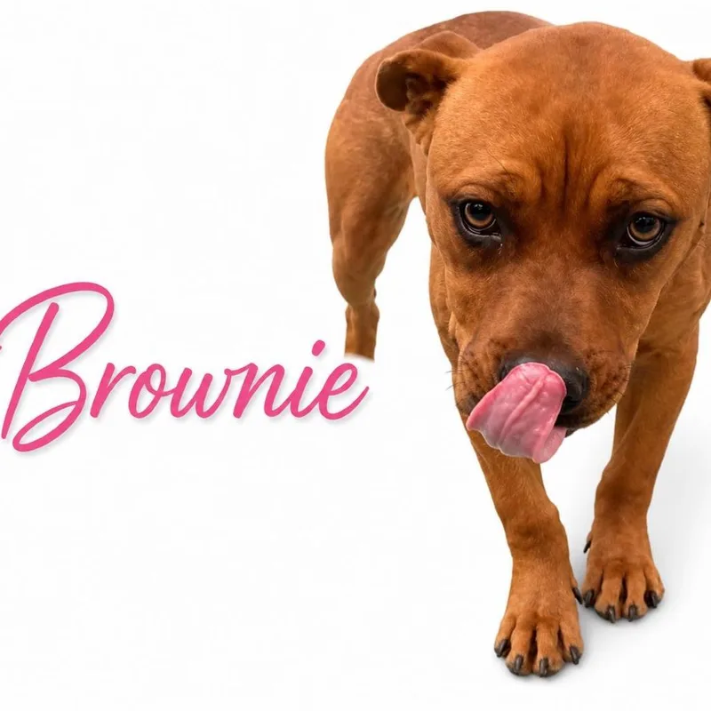 Brownie thumbnail 2
