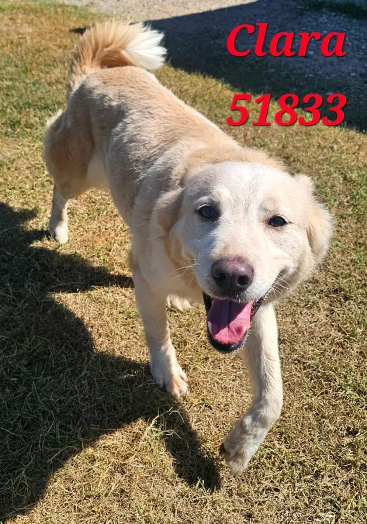 A young medium-sized female Mixed Breed dog named Clara for adoption in Clarksville, TN