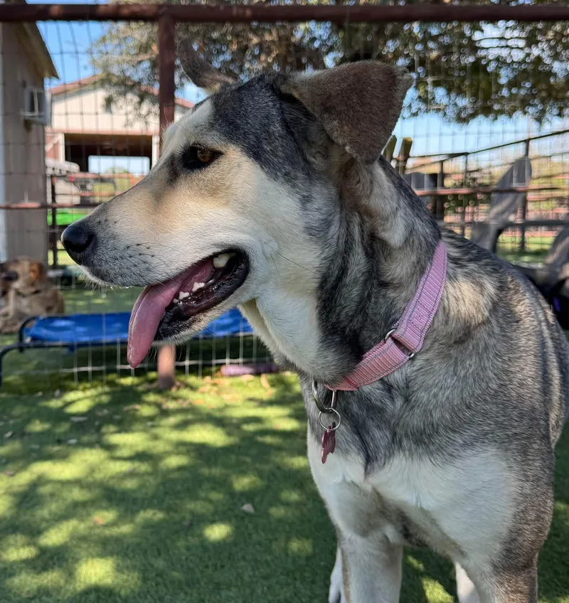 A young medium-sized female Shepherd dog named Beauty for adoption in Keller, TX