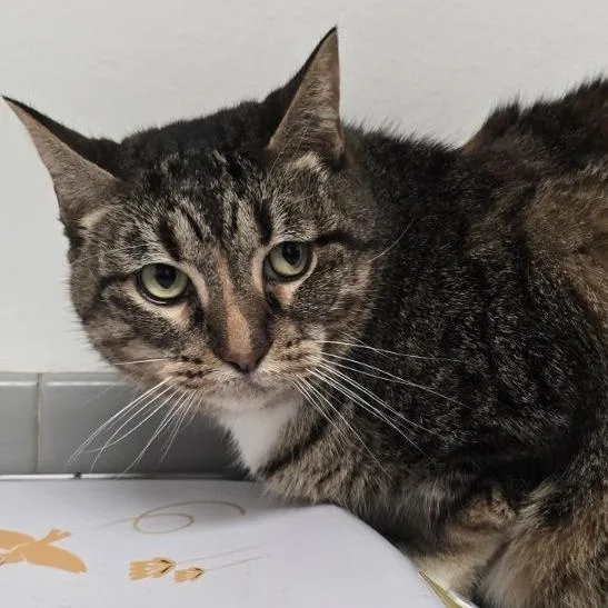 An adult large-sized female Brown / Chocolate Domestic Short Hair cat named Big Ol Bonnie for adoption in Austin, TX