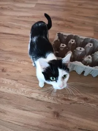 Momo $