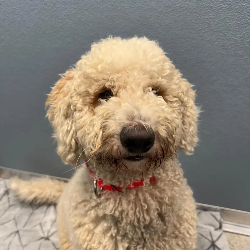 A young medium-sized male Mixed Breed dog named Ocean Coming Soon! for adoption in Naperville, IL