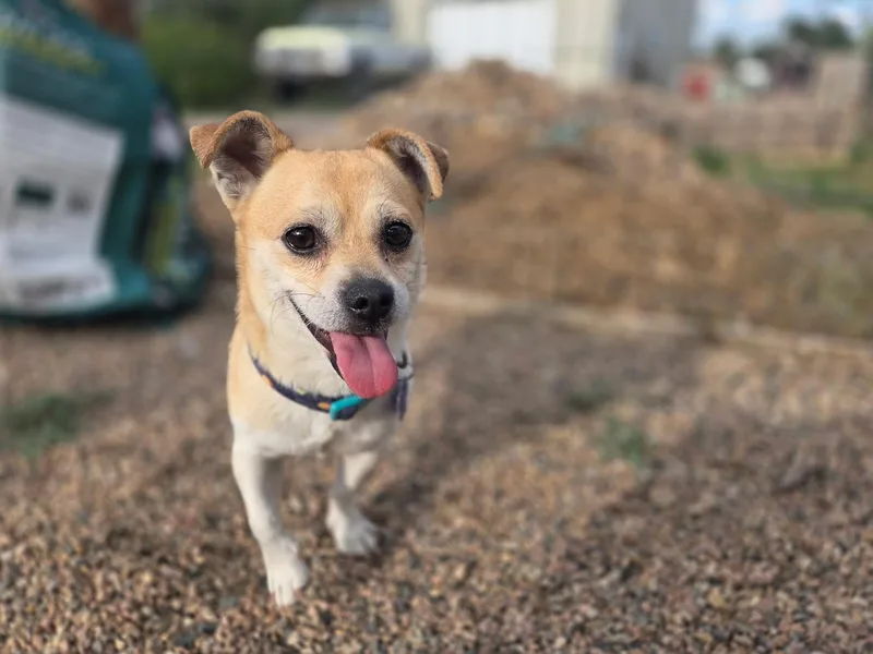 Bodie thumbnail 3