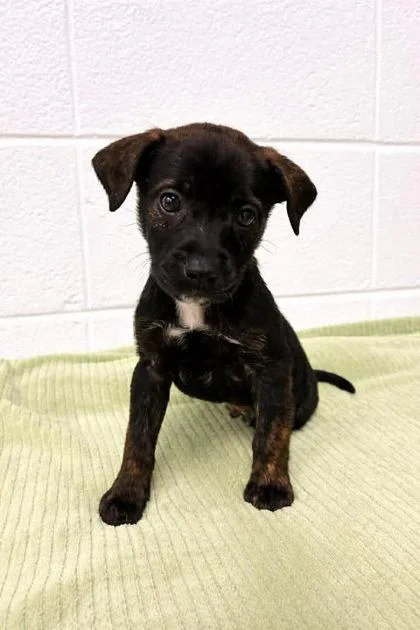 An adult small-sized male Terrier dog named Mochi for adoption in Spruce Pine, NC