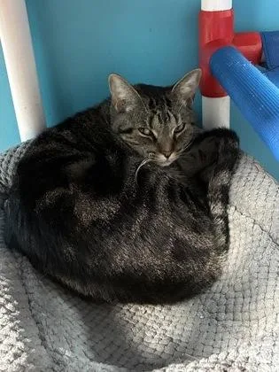 An adult small-sized male Domestic Short Hair cat named Joey for adoption in North Miami Beach, FL