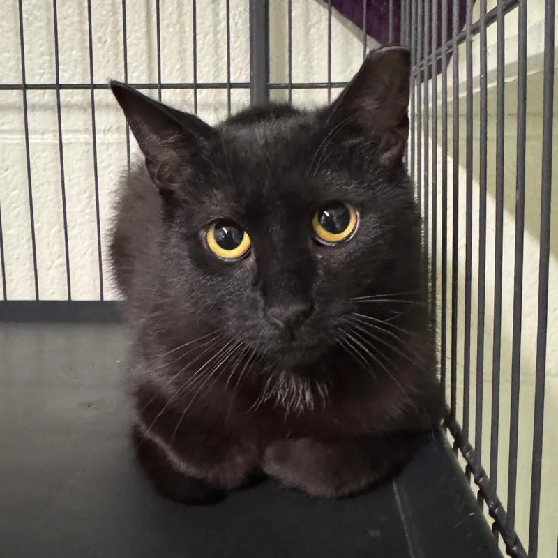 A young medium-sized female Domestic Short Hair cat named Cherry for adoption in Easton, PA