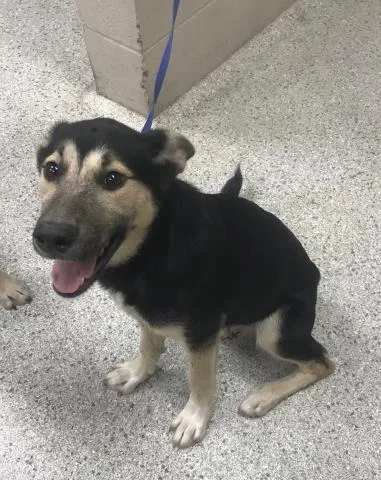 A young medium-sized female German Shepherd Dog dog named Silly for adoption in Conroe, TX