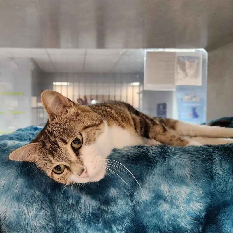 A senior medium-sized female Domestic Short Hair cat named Shadow for adoption in Grand Rapids, MI