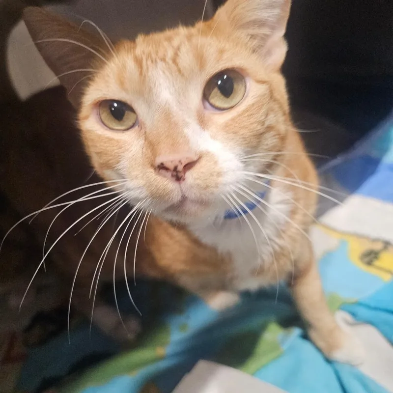An adult extra large-sized male Domestic Short Hair cat named Kobold for adoption in Tampa, FL