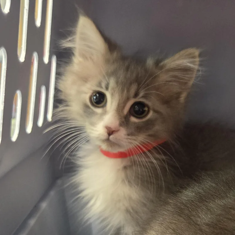 A baby small-sized female Gray / Blue / Silver Domestic Medium Hair cat named Ethel for adoption in Leander, TX