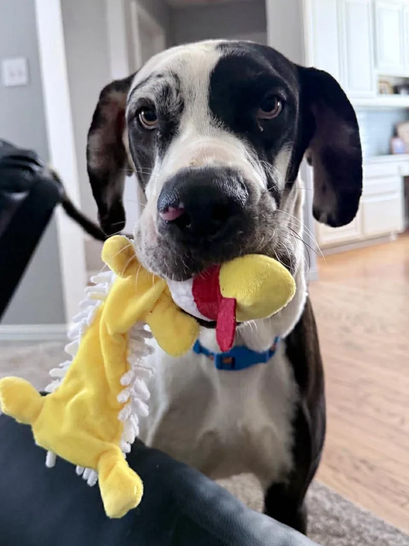 A young extra large-sized male Harlequin Great Dane dog named Marshall for adoption in Bullard, TX