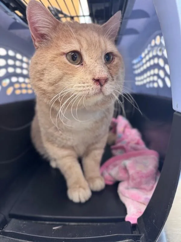 Fluffernutter