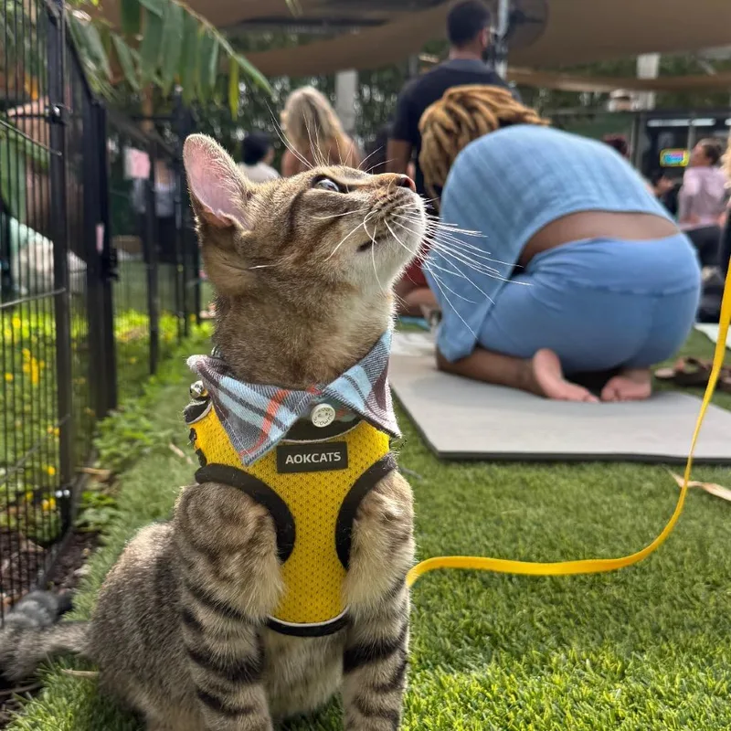 A young medium-sized male Brown / Chocolate Domestic Short Hair cat named Zion for adoption in Miami, FL