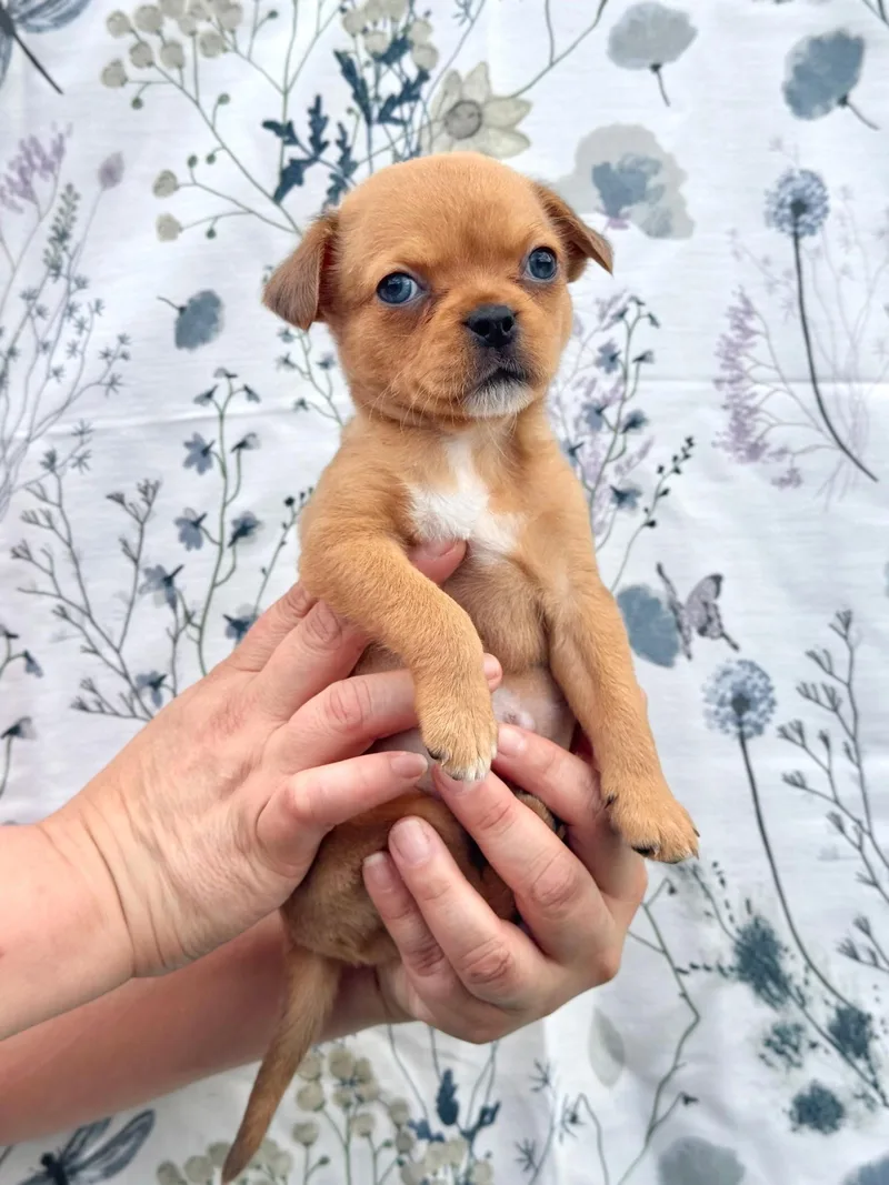 A baby small-sized male Yellow / Tan / Blond / Fawn Puggle dog named Peanut for adoption in Southport, CT