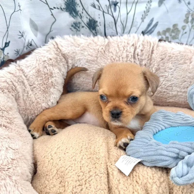 Peanut thumbnail 3