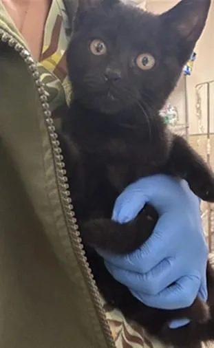 A baby small-sized female Domestic Short Hair cat named Knighten Gal for adoption in Riverside, CA