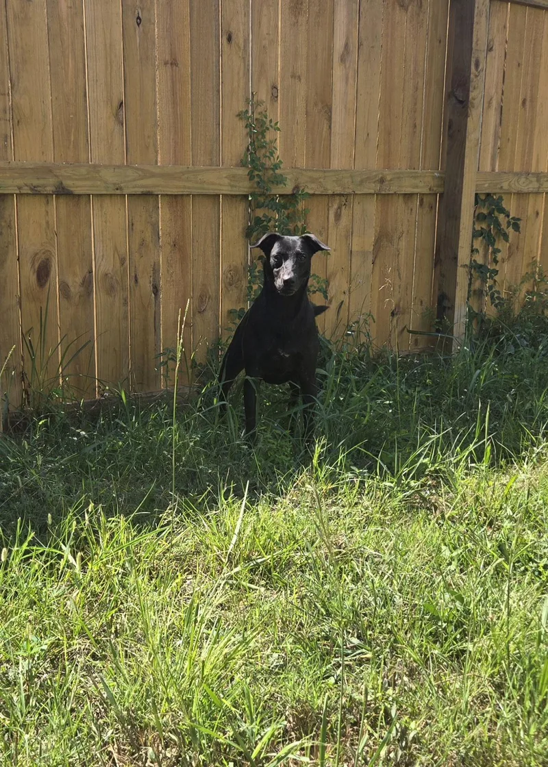 A young medium-sized female Black Labrador Retriever dog named Althea for adoption in Jackson, MS