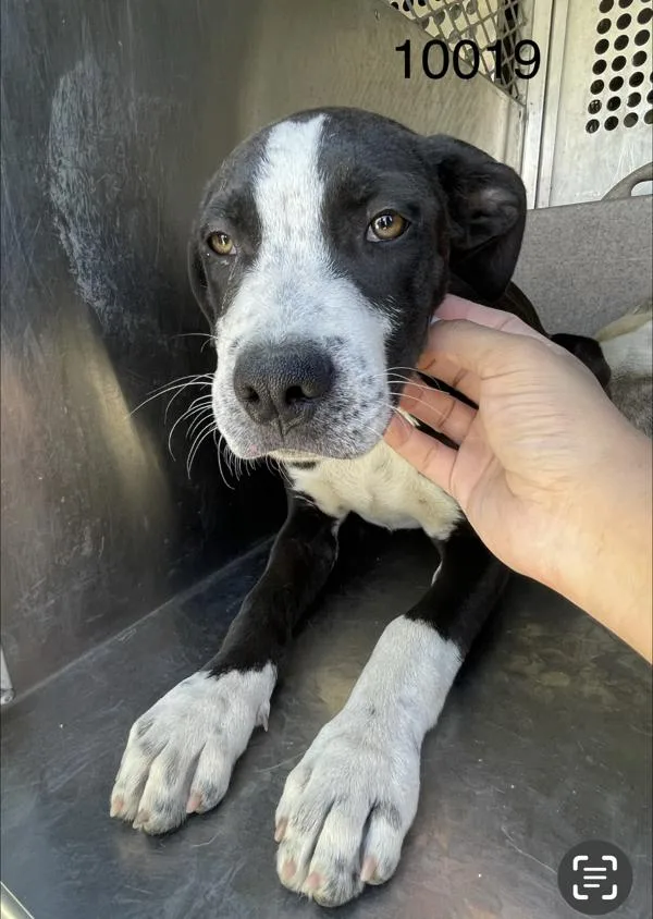 A baby medium-sized male Pit Bull Terrier dog named Chandler for adoption in Victorville, CA