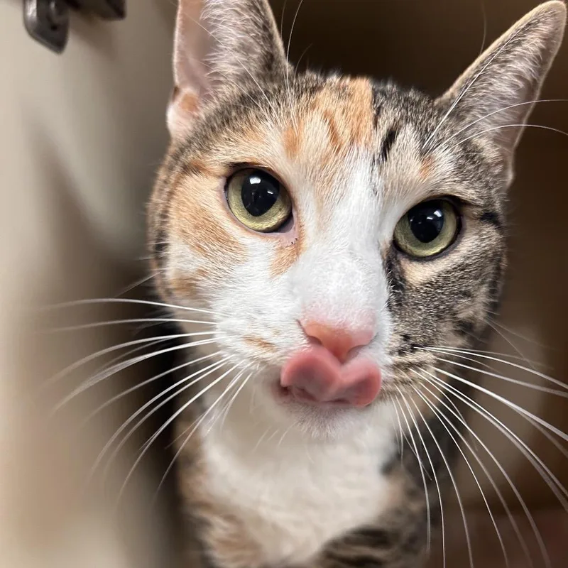 An adult large-sized female Calico Domestic Short Hair cat named Calypso for adoption in South Elgin, IL